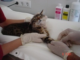 Plan sanitario de esterilizacin felina