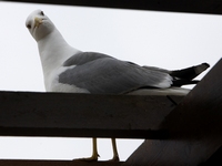 Control de poboación de gaivotas