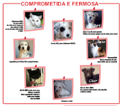 Perros adopción - Concello Vigo